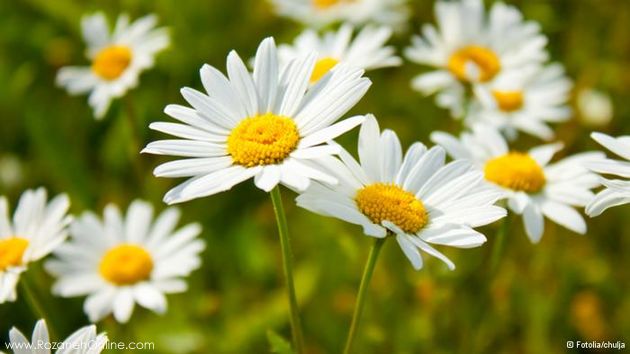 خواص گیاهان/ دنیای اعجاز‌آور گیاهان دارویی