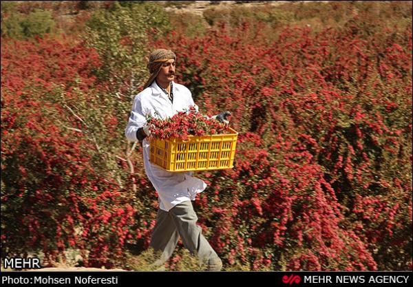 عکس/ برداشت زرشک بیرجند