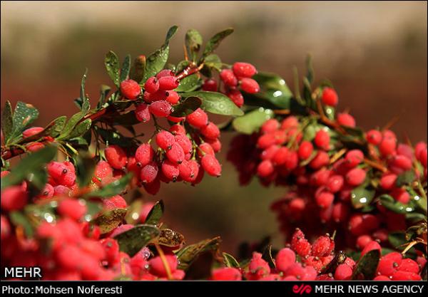 عکس/ برداشت زرشک بیرجند