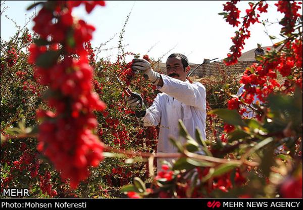 عکس/ برداشت زرشک بیرجند