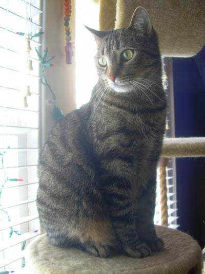 دانستنی ها/ معرفی گربه نژاد مائو مصری (Egyptian Mau)