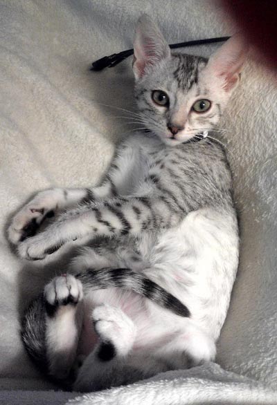 دانستنی ها/ معرفی گربه نژاد مائو مصری (Egyptian Mau)