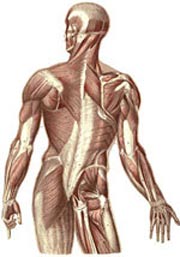 دانستنی ها/  آشنایی با عضلات بدن