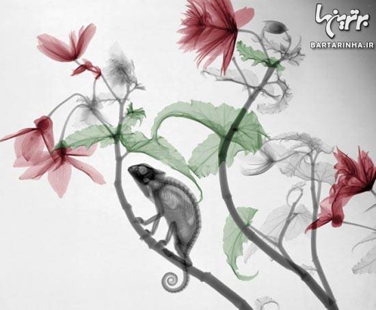 عکس/ هنرنمایی جالب با عکس‌ های رادیولوژی!