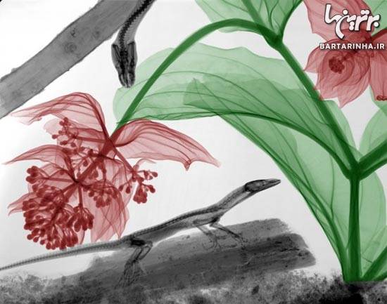 عکس/ هنرنمایی جالب با عکس‌ های رادیولوژی!