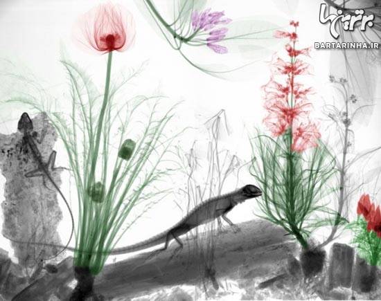 عکس/ هنرنمایی جالب با عکس‌ های رادیولوژی!