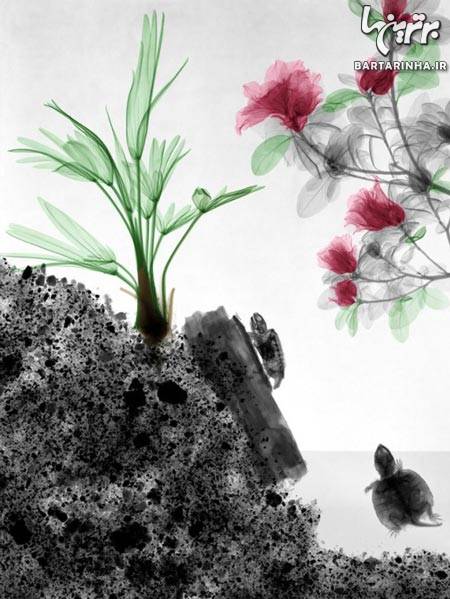 عکس/ هنرنمایی جالب با عکس‌ های رادیولوژی!