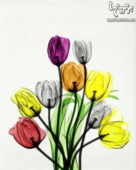 عکس/ هنرنمایی جالب با عکس‌ های رادیولوژی!