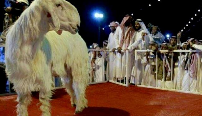 4گوشه دنیا/  بز 80 هزار دلاری !