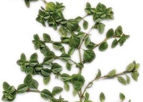 طبع من/ گياه پر خاصيت کاکوتي (آنخ)