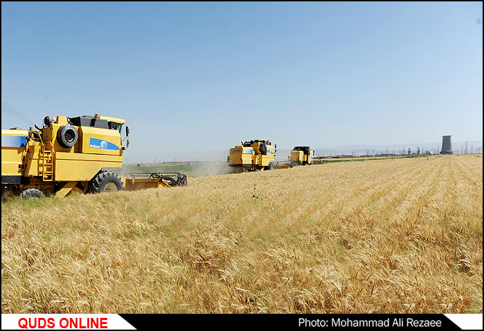 عکس/ برداشت گندم در مزرعه نمونه آستان قدس رضوی