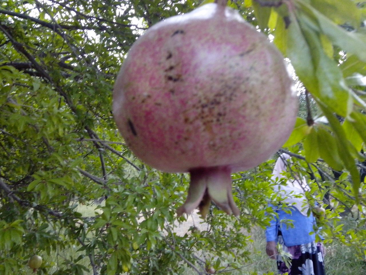 دوربین شما/ استان کرمان شهرستان بافت روستای زیبای طرنگ