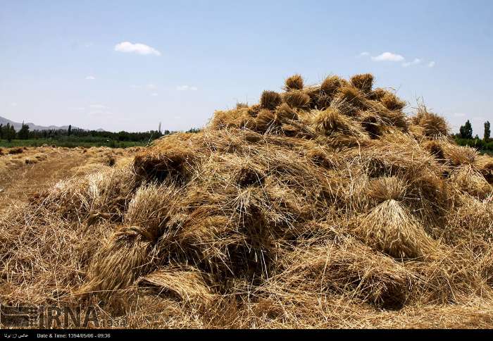 عکس/ خرمن کوبی در مزارع ارومیه‎