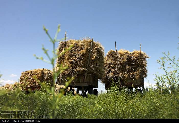عکس/ خرمن کوبی در مزارع ارومیه‎