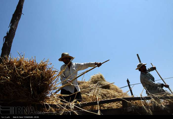 عکس/ خرمن کوبی در مزارع ارومیه‎