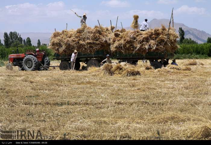 عکس/ خرمن کوبی در مزارع ارومیه‎
