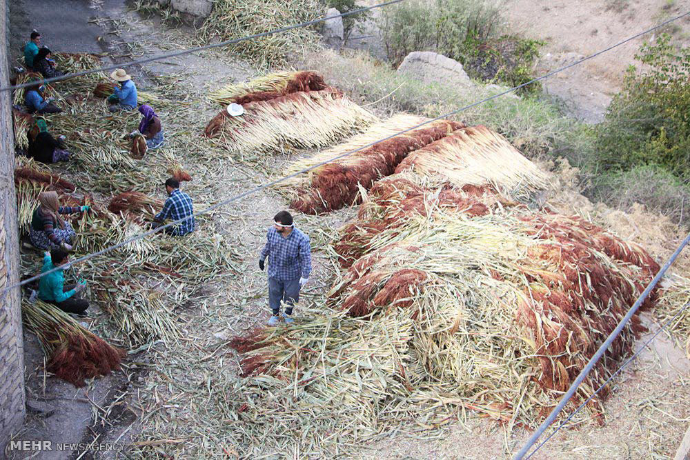 عکس/ کارگاه تهیه جارو سنتی