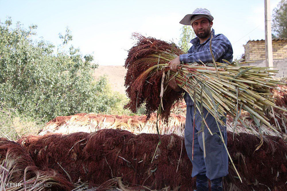 عکس/ کارگاه تهیه جارو سنتی