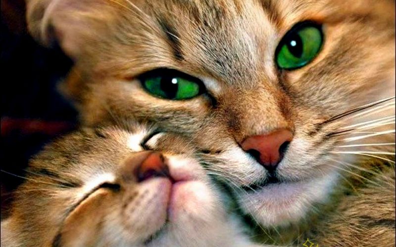 چرا گربه‌ها مردمک‌های عمودی دارند؟
