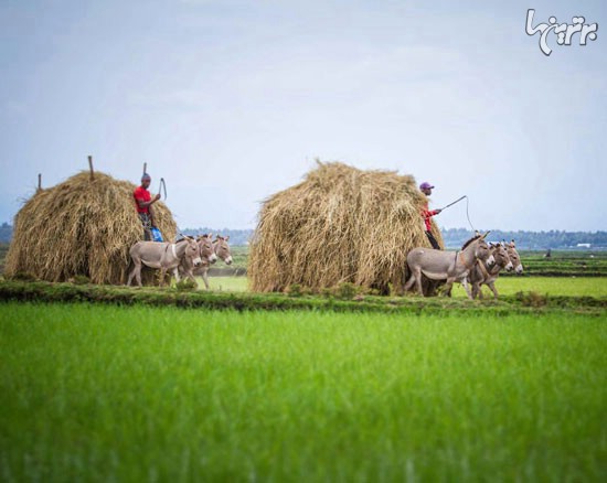 عکس/ برداشت برنج در کنیا