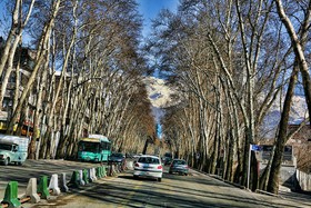 مدیر سازمان بوستان های تهران: هیچ پروژه‌ای بر درختان خیابان ولیعصر ارجحیت ندارد