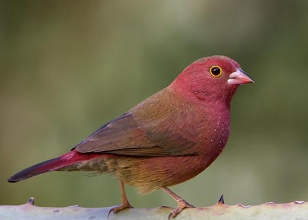 شاعرانه/ فنچ اگر عاشق شاهین شکاری بشود...