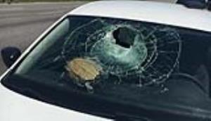 4گوشه دنیا/ سقوط لاک‌پشت پرنده روی شیشه ماشین!