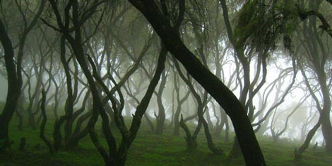 ترین ها/ زیباترین جنگل‌های ابر دنیا  