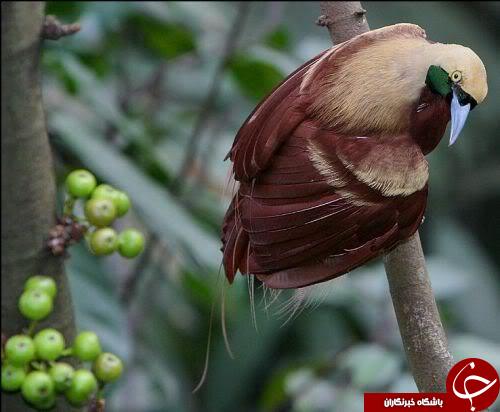 زیباترین پرندگان کمیاب در جهان