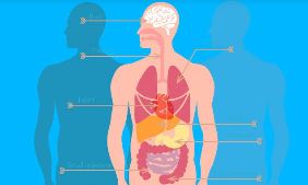 دستگاه‌های اصلی بدن انسان را بشناسید