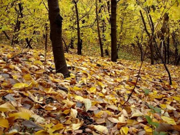 ایرانسرا/ طبیعت کم نظیر زشک را فراموش نکنید