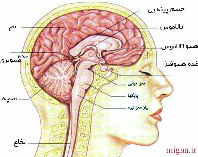 آشنایی با اجزای مختلف مغز و وظایف آنها 
