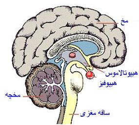 آشنایی با اجزای مختلف مغز و وظایف آنها 