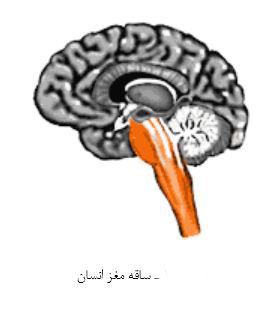 آشنایی با اجزای مختلف مغز و وظایف آنها 