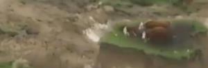 ویدئو/ گیر افتادن گاوها پس از زلزله 7.8 ریشتری نیوزیلند