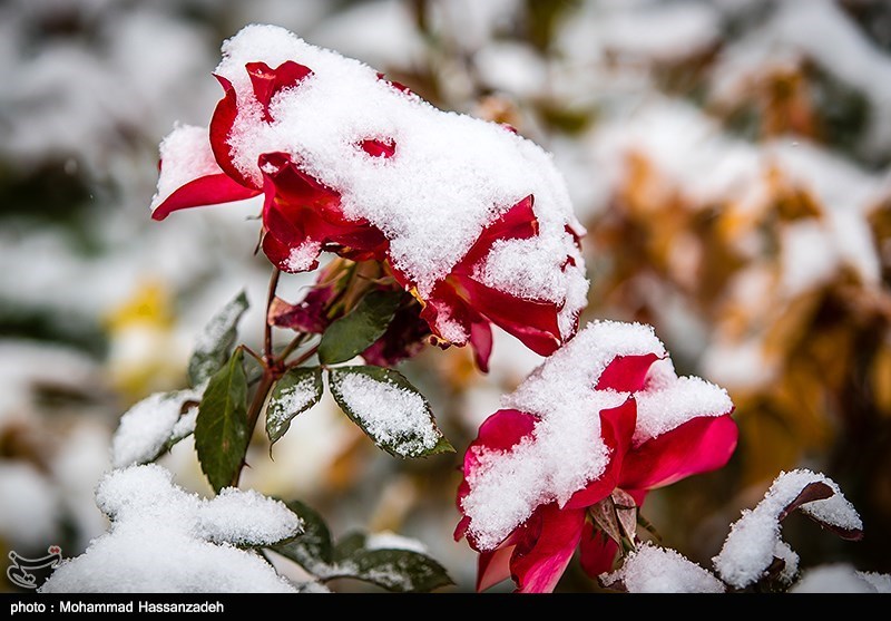 همزیستی پاییزی گل و برف در بوستان های تهران 
