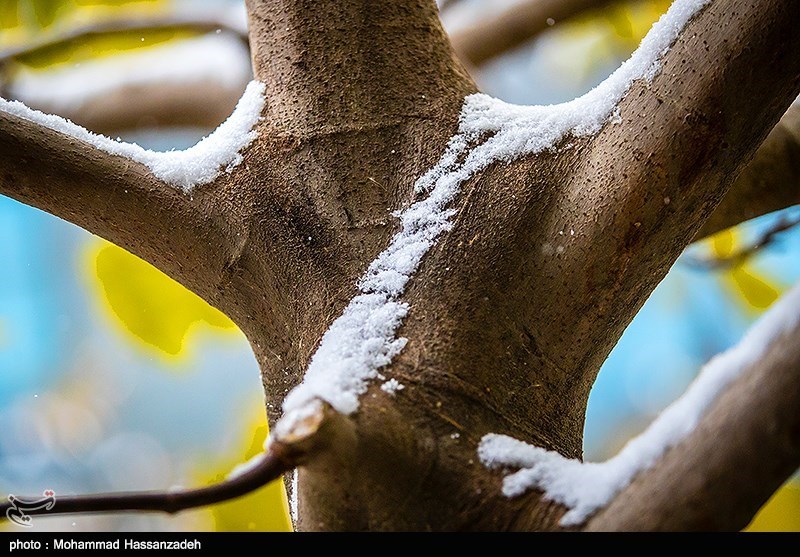 همزیستی پاییزی گل و برف در بوستان های تهران 