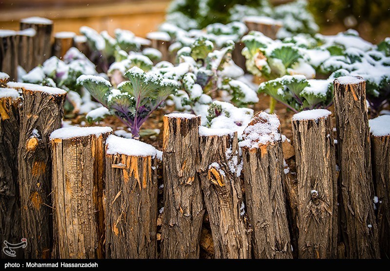 همزیستی پاییزی گل و برف در بوستان های تهران 