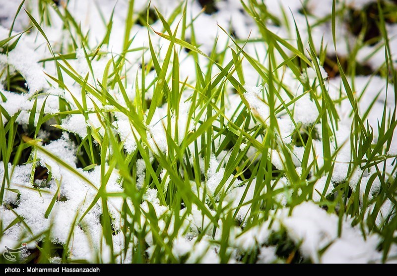 همزیستی پاییزی گل و برف در بوستان های تهران 