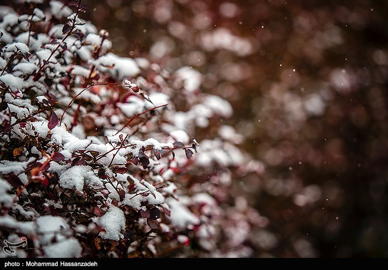 همزیستی پاییزی گل و برف در بوستان های تهران 