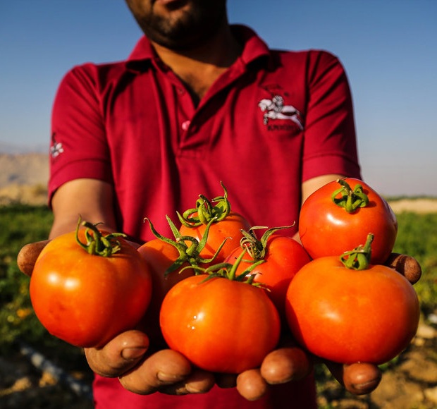  برداشت گوجه فرنگی در استان بوشهر