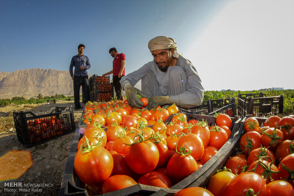  برداشت گوجه فرنگی در استان بوشهر