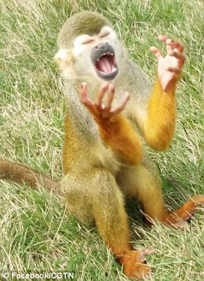 التماس میمون گرسنه سوژه شد!