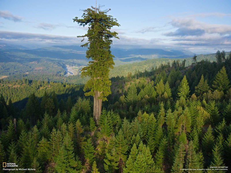 ترین ها/ بلندترین درخت زنده زمین