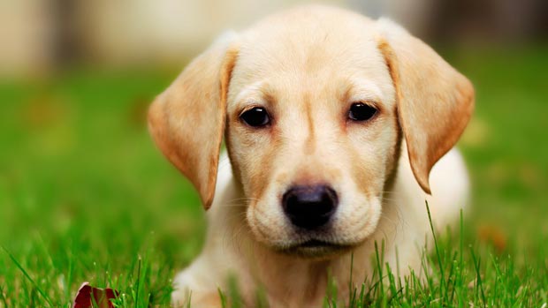 سگ ها قادرند سرطان ریه را تشخیص دهند