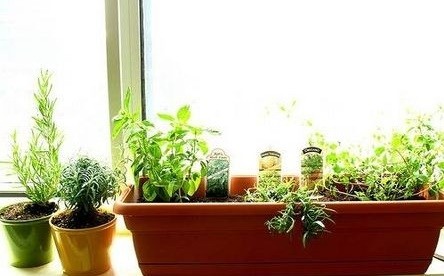 باغبان باشی/ چگونه برای آپارتمان خود باغچه سبزیجات درست کنید؟