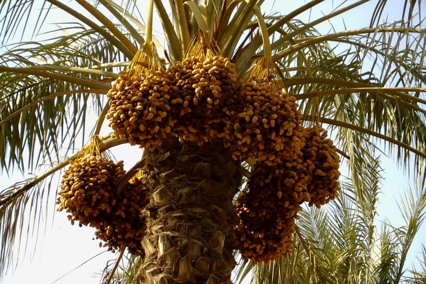 میراث/ سوغات قشم چیست؟