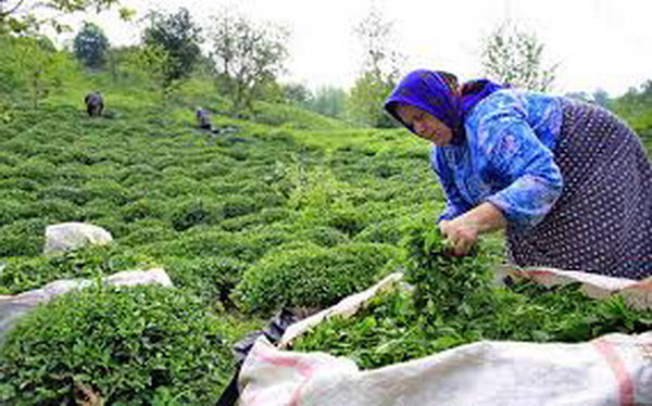 برخورد با تغییر کاربری باغات چای
