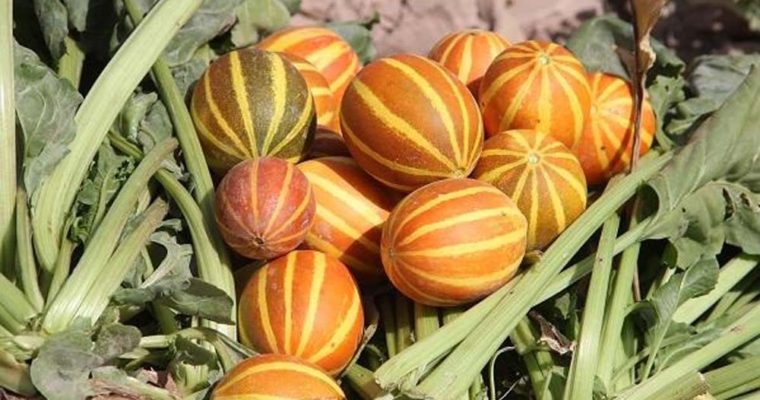 شفاخونه/ معرفی گیاه «دستنبو» و خواص آن
