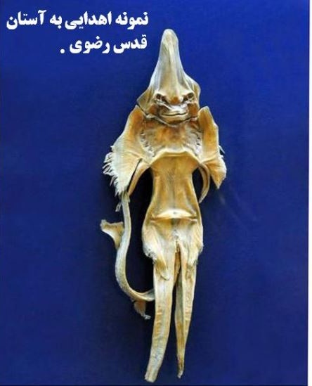 گوناگون/ ماهی شیطان؛ یکی از اشیا موزه آستان قدس